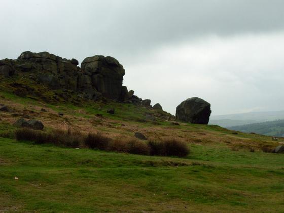Cow and Calf
